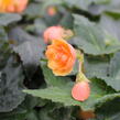 Begónie hlíznatá 'Illumination Apricot' - Begonia tuberhybrida 'Illumination Apricot'