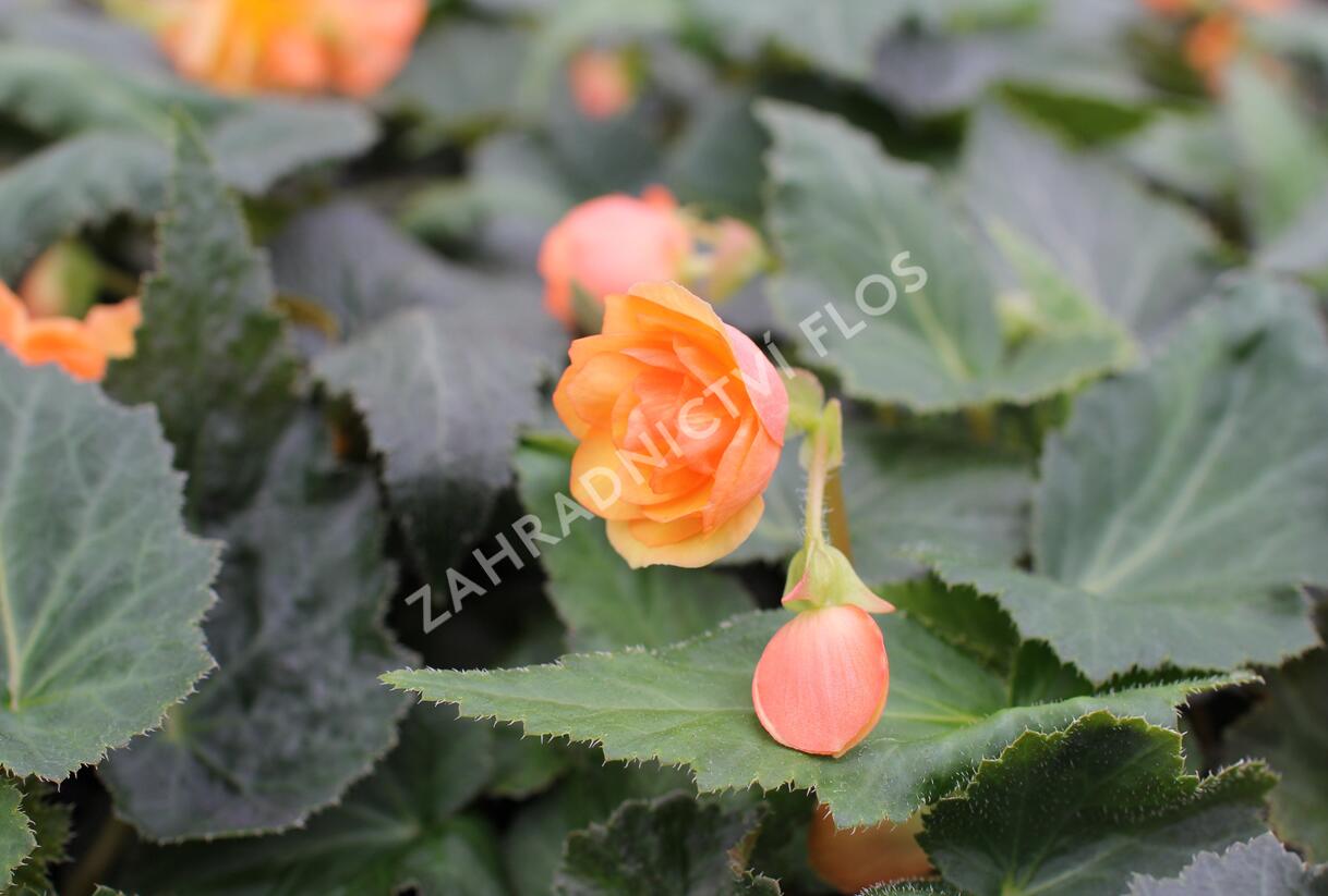 Begónie hlíznatá 'Illumination Apricot' - Begonia tuberhybrida 'Illumination Apricot'