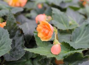 Begónie hlíznatá 'Illumination Apricot' - Begonia tuberhybrida 'Illumination Apricot'