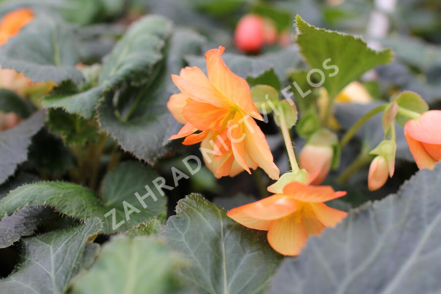 Begónie hlíznatá 'Illumination Apricot' - Begonia tuberhybrida 'Illumination Apricot'