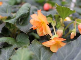 Begónie hlíznatá 'Illumination Apricot' - Begonia tuberhybrida 'Illumination Apricot'