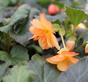 Begónie hlíznatá 'Illumination Apricot' - Begonia tuberhybrida 'Illumination Apricot'