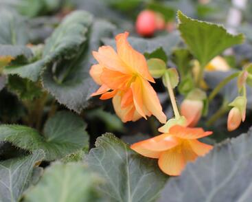 Begónie hlíznatá 'Illumination Apricot'