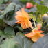 Begonia tuberhybrida 'Illumination Apricot'.JPG
