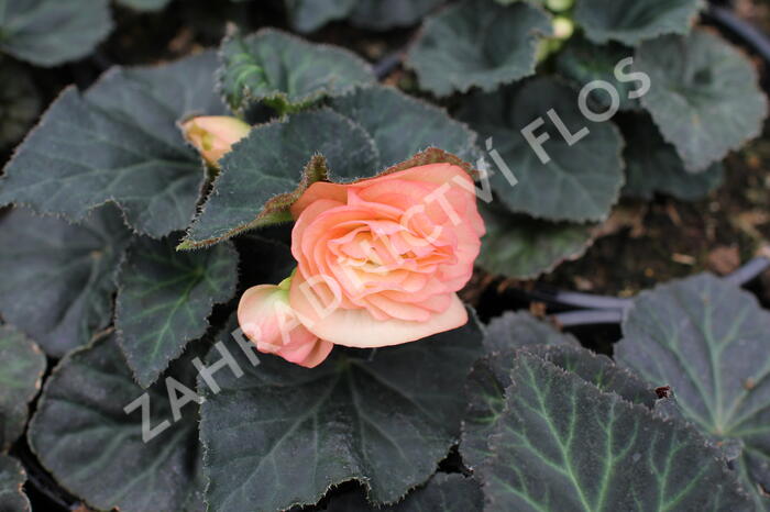 Begónie hlíznatá 'Tubby F1 Peach Bicolor' - Begonia tuberhybrida 'Tubby F1 Peach Bicolor'