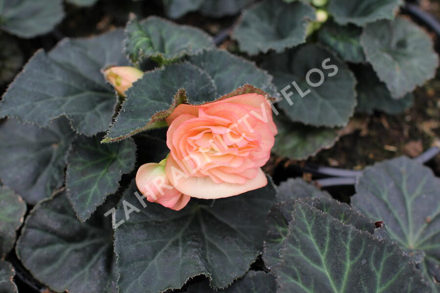 Begónie hlíznatá 'Tubby F1 Peach Bicolor' - Begonia tuberhybrida 'Tubby F1 Peach Bicolor'