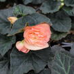 Begónie hlíznatá 'Tubby F1 Peach Bicolor' - Begonia tuberhybrida 'Tubby F1 Peach Bicolor'