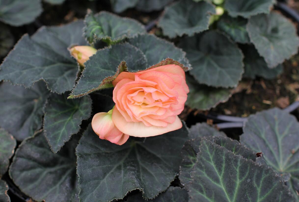 Begónie hlíznatá 'Tubby F1 Peach Bicolor' - Begonia tuberhybrida 'Tubby F1 Peach Bicolor'