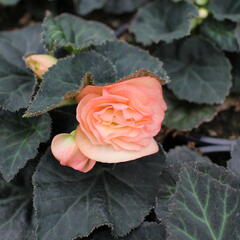 Begónie hlíznatá 'Tubby F1 Peach Bicolor' - Begonia tuberhybrida 'Tubby F1 Peach Bicolor'