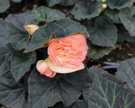 Begónie hlíznatá 'Tubby F1 Peach Bicolor'