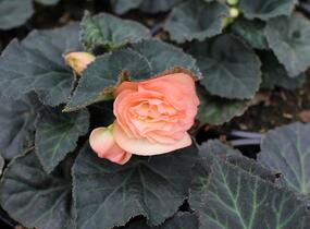 Begónie hlíznatá 'Tubby F1 Peach Bicolor' - Begonia tuberhybrida 'Tubby F1 Peach Bicolor'