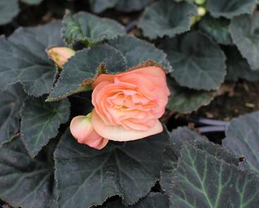 Begónie hlíznatá 'Tubby F1 Peach Bicolor'