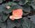 Begónie hlíznatá 'Tubby F1 Peach Bicolor'