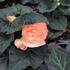 Begonia tuberhybrida 'Tubby F1 Peach Bicolor'.JPG