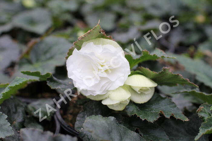 Begónie hlíznatá 'Tubby F1 White' - Begonia tuberhybrida 'Tubby F1 White'
