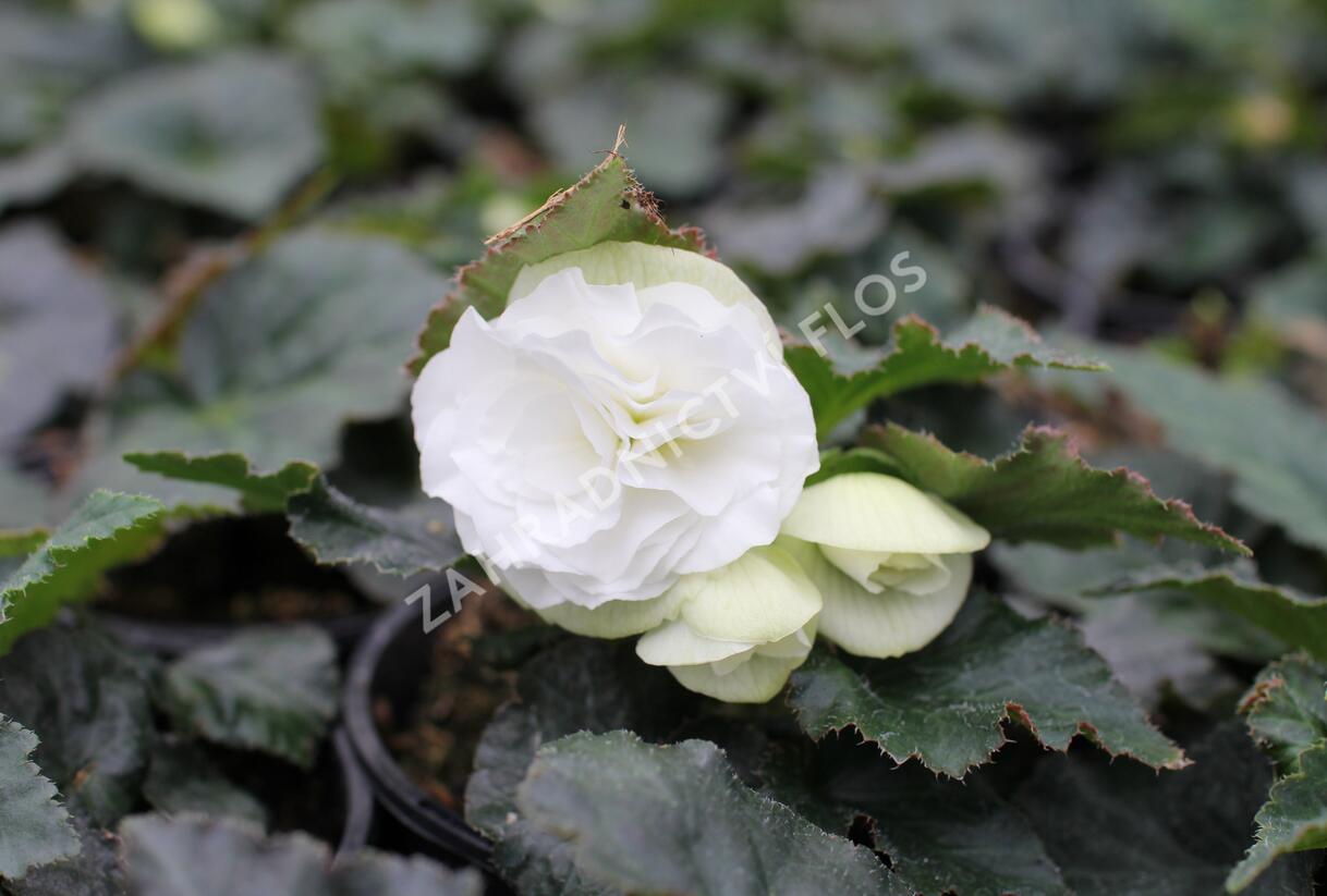 Begónie hlíznatá 'Tubby F1 White' - Begonia tuberhybrida 'Tubby F1 White'