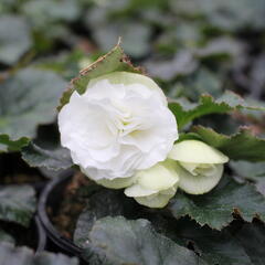 Begónie hlíznatá 'Tubby F1 White' - Begonia tuberhybrida 'Tubby F1 White'