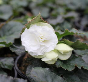 Begónie hlíznatá 'Tubby F1 White' - Begonia tuberhybrida 'Tubby F1 White'