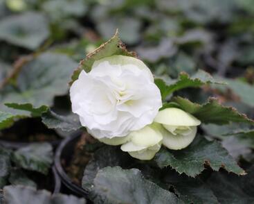 Begónie hlíznatá 'Tubby F1 White'