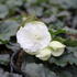 Begonia tuberhybrida 'Tubby F1 White'.JPG