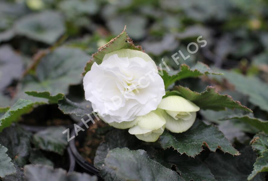 Begónie hlíznatá 'Tubby F1 White' - Begonia tuberhybrida 'Tubby F1 White'