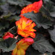 Begónie hlíznatá 'Tubby F1 Orange Bicolor' - Begonia tuberhybrida 'Tubby F1 Orange Bicolor'