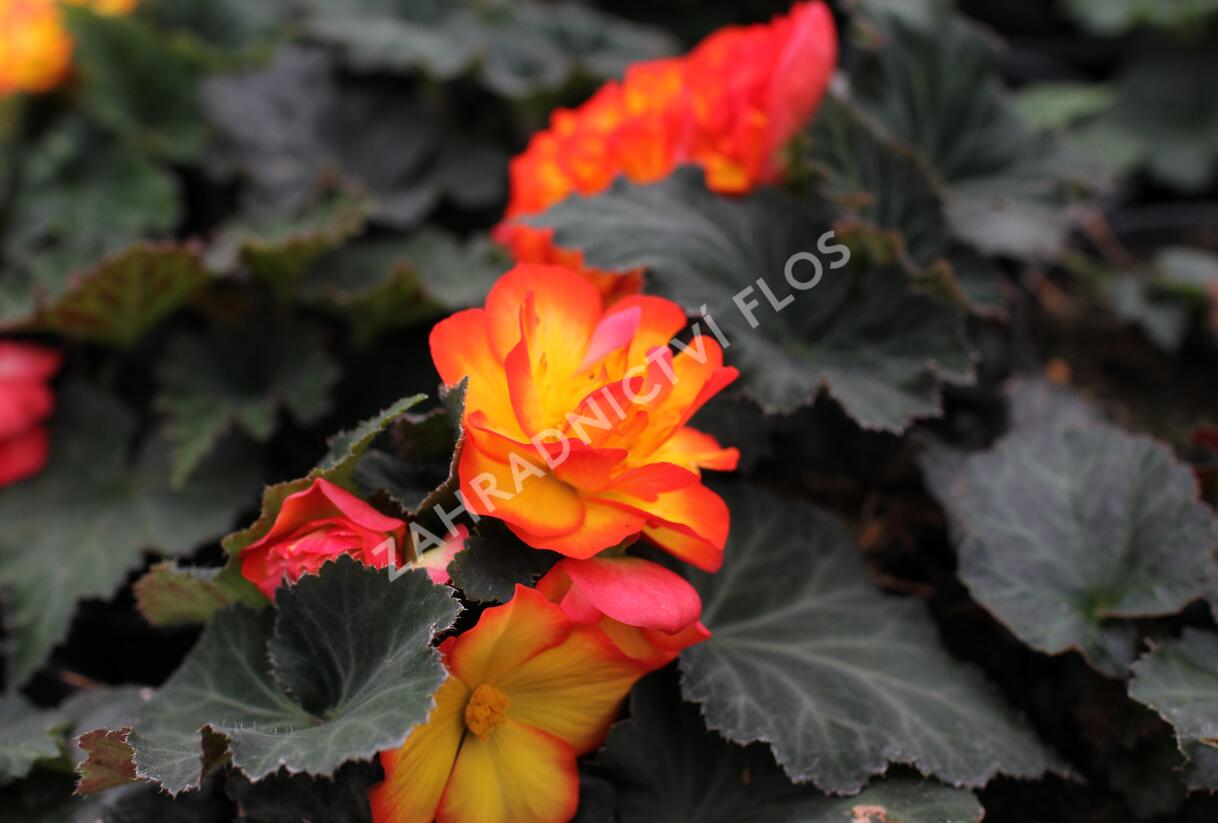 Begónie hlíznatá 'Tubby F1 Orange Bicolor' - Begonia tuberhybrida 'Tubby F1 Orange Bicolor'