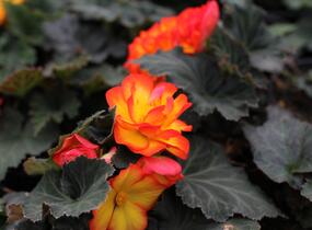 Begónie hlíznatá 'Tubby F1 Orange Bicolor' - Begonia tuberhybrida 'Tubby F1 Orange Bicolor'