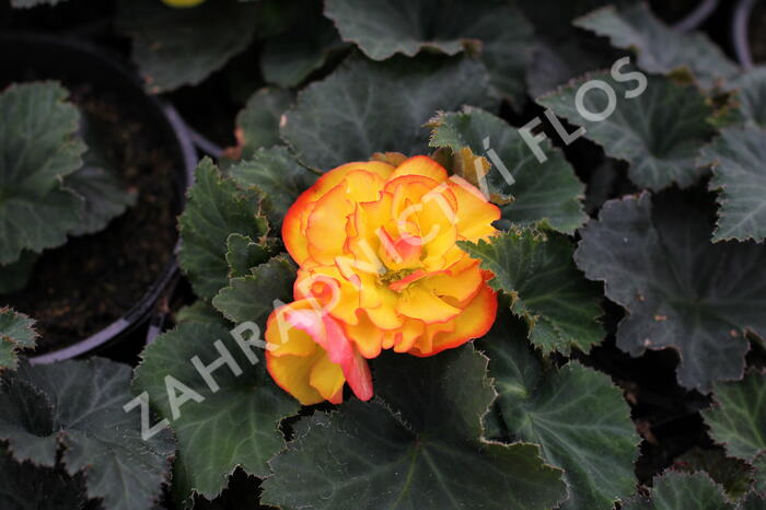 Begónie hlíznatá 'Tubby F1 Orange Bicolor' - Begonia tuberhybrida 'Tubby F1 Orange Bicolor'