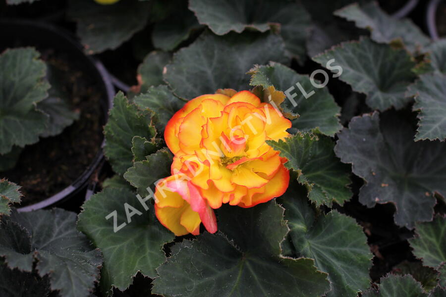 Begónie hlíznatá 'Tubby F1 Orange Bicolor' - Begonia tuberhybrida 'Tubby F1 Orange Bicolor'