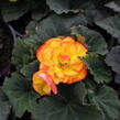 Begónie hlíznatá 'Tubby F1 Orange Bicolor' - Begonia tuberhybrida 'Tubby F1 Orange Bicolor'