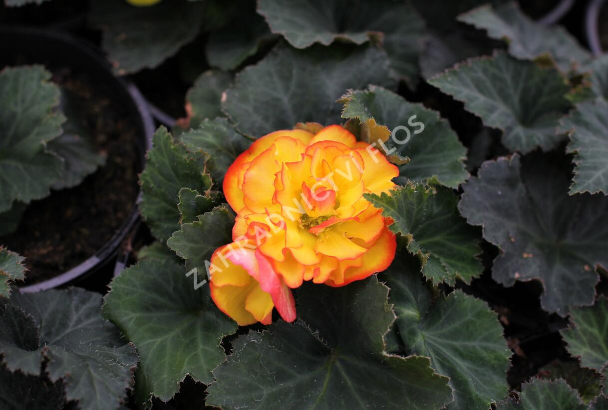 Begónie hlíznatá 'Tubby F1 Orange Bicolor' - Begonia tuberhybrida 'Tubby F1 Orange Bicolor'