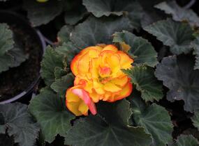 Begónie hlíznatá 'Tubby F1 Orange Bicolor' - Begonia tuberhybrida 'Tubby F1 Orange Bicolor'