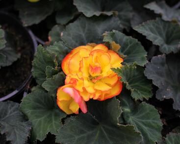 Begónie hlíznatá 'Tubby F1 Orange Bicolor'