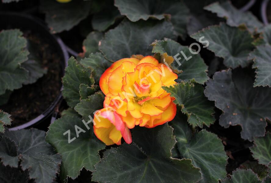 Begónie hlíznatá 'Tubby F1 Orange Bicolor' - Begonia tuberhybrida 'Tubby F1 Orange Bicolor'