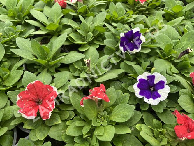 Petúnie velkokvětá 'Finity Frost Mix' - Petunia grandiflora 'Finity Frost Mix'