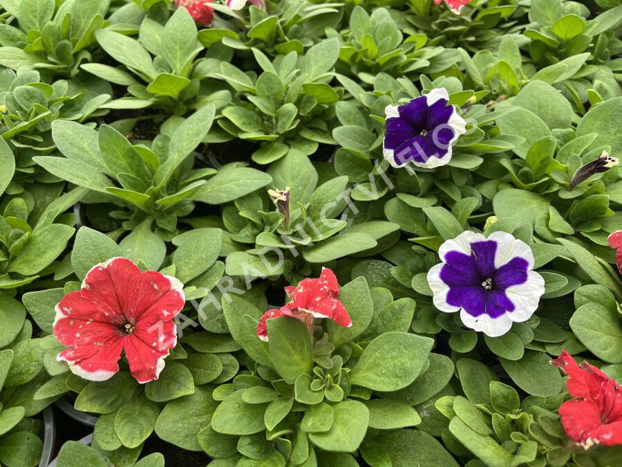 Petúnie velkokvětá 'Finity Frost Mix' - Petunia grandiflora 'Finity Frost Mix'