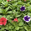 Petúnie velkokvětá 'Finity Frost Mix' - Petunia grandiflora 'Finity Frost Mix'