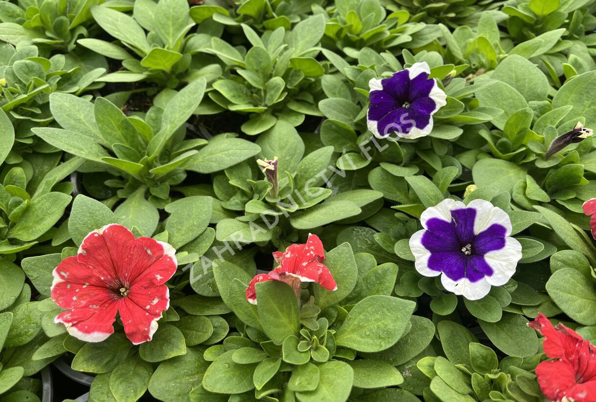 Petúnie velkokvětá 'Finity Frost Mix' - Petunia grandiflora 'Finity Frost Mix'