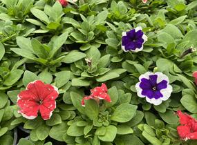 Petúnie velkokvětá 'Finity Frost Mix' - Petunia grandiflora 'Finity Frost Mix'