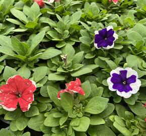 Petúnie velkokvětá 'Finity Frost Mix' - Petunia grandiflora 'Finity Frost Mix'