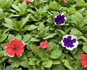 Petúnie velkokvětá 'Finity Frost Mix'