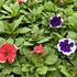 Petunia grandiflora 'Finity Frost Mix'.jpg