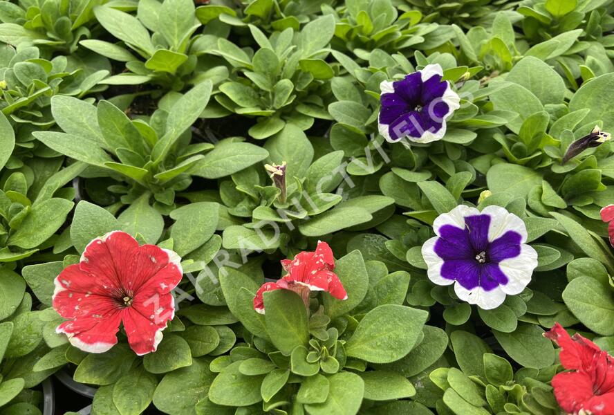 Petúnie velkokvětá 'Finity Frost Mix' - Petunia grandiflora 'Finity Frost Mix'