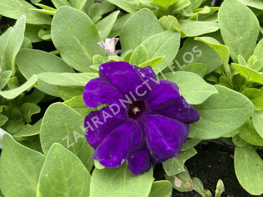 Petúnie velkokvětá 'Finity Blue' - Petunia grandiflora 'Finity Blue'