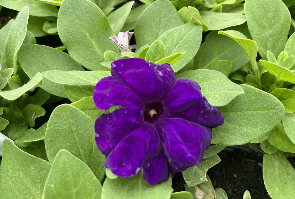 Petúnie velkokvětá 'Finity Blue' - Petunia grandiflora 'Finity Blue'