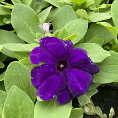 Petúnie velkokvětá 'Finity Blue' - Petunia grandiflora 'Finity Blue'