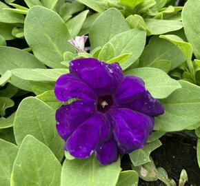 Petúnie velkokvětá 'Finity Blue' - Petunia grandiflora 'Finity Blue'