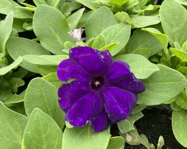 Petúnie velkokvětá 'Finity Blue'