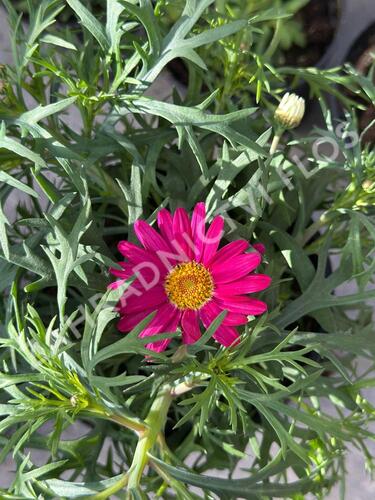Kopretina pařížská 'Aramis Girly Pink' - Argyranthemum frutescens 'Aramis Girly Pink'